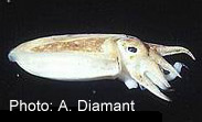 Photo: A. Diamant